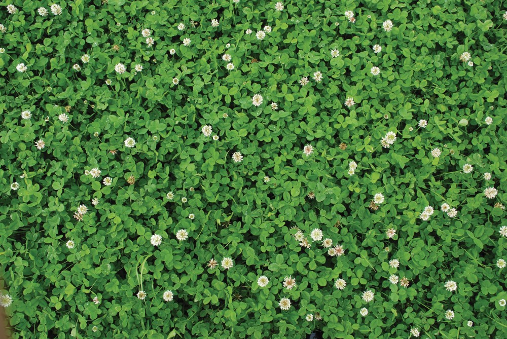 Example of 60% clover content in field. Copyright AHDB. 